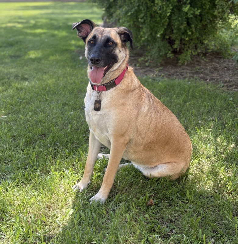 Ruby, the office therapy dog
